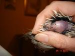 post-42116-1432917836_thumb.jpg