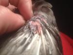 post-42537-1446138527_thumb.jpg