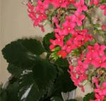 kalanchoe.gif