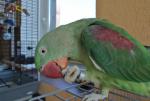 DSC_1421.JPG