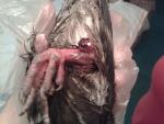 post-43205-1464022643_thumb.jpg