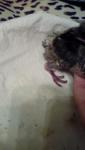 post-43597-1472461437_thumb.jpg