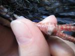 post-44155-1350753069_thumb.jpg