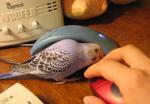 post-4433-1158746852_thumb.jpg