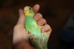 post-4467-1350015887_thumb.jpg