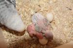 post-4467-1351057066_thumb.jpg