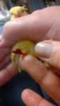 post-45018-1461773498_thumb.jpg