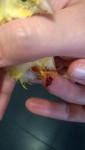 post-45018-1461773543_thumb.jpg
