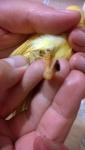 post-45018-1461950180_thumb.jpg