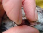 post-45159-1367772589_thumb.jpg