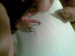 post-46430-1359207590_thumb.jpg