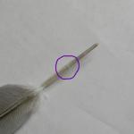 post-46430-1360683196_thumb.jpg