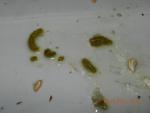 post-48165-1418041103_thumb.jpg