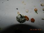 post-48165-1418041413_thumb.jpg