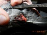 post-48165-1446545628_thumb.jpg