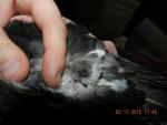 post-48165-1446545759_thumb.jpg