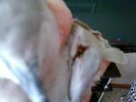 post-48504-1396971309_thumb.jpg