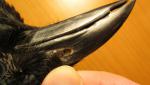 post-49168-1434831659_thumb.jpg