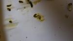 post-49352-1446273636_thumb.jpg