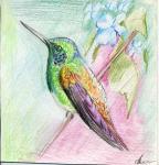 kolibry2.jpg