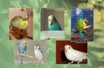 05_a5_parrots.jpg