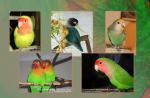 06_a5_parrots.jpg