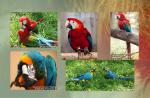 08_a5_parrots.jpg