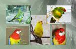 11_a5_parrots.jpg