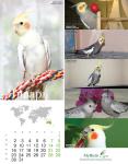 parrots_1.jpg