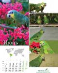 parrots_6.jpg