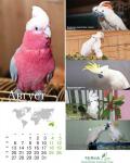 parrots_8.jpg