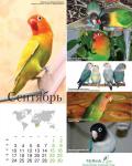 parrots_9.jpg