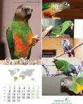 parrots_10.jpg