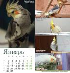 parrots_a5_1.jpg