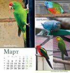 parrots_a5_3.jpg