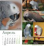 parrots_a5_4.jpg