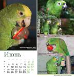 parrots_a5_6.jpg
