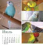 parrots_a5_7.jpg