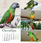 parrots_a5_10.jpg