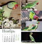 parrots_a5_11.jpg