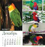 parrots_a5_12.jpg