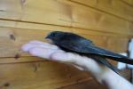 DSC02667.JPG