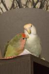 DSC06001.jpg