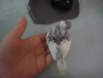 post-53376-1413542341_thumb.jpg
