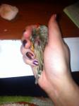 post-53407-1458765060_thumb.jpg
