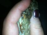 post-53407-1459116968_thumb.jpg