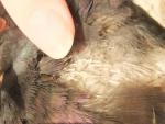 post-53440-1398279937_thumb.jpg