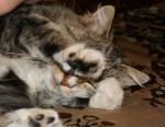 post-5346-1186221748_thumb.jpg