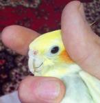 post-53495-1424640725_thumb.jpg