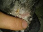 post-53495-1478816491_thumb.jpg